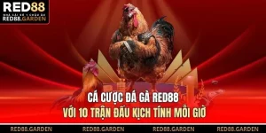 Cá Cược Đá Gà Red88 Với 10 Trận Đấu Kịch Tính Mỗi Giờ