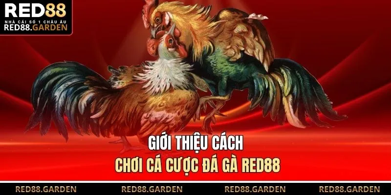 Giới thiệu cách chơi cá cược đá gà Red88